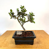 European Olive Bonsai