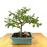 Lavender Star Bonsai