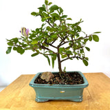 Lavender Star Bonsai