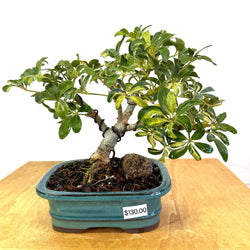 Variegated Arboracola Bonsai