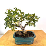 Variegated Arboracola Bonsai