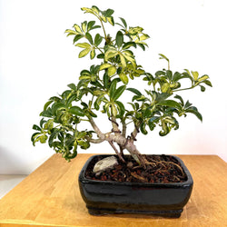 Variegated Arboracola Bonsai