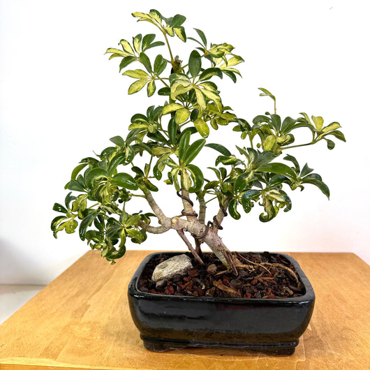 Variegated Arboracola Bonsai