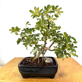 Variegated Arboracola Bonsai
