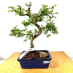 Chinese Elm Bonsai