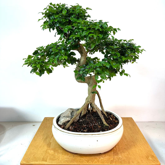 Ligustrum Lucidum (chinese privet) Bonsai