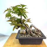 Bougainvillia Bonsai
