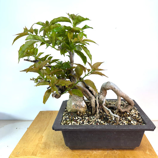 Bougainvillia Bonsai
