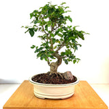 Chinese Privet Bonsai (ligustrum lucidum)