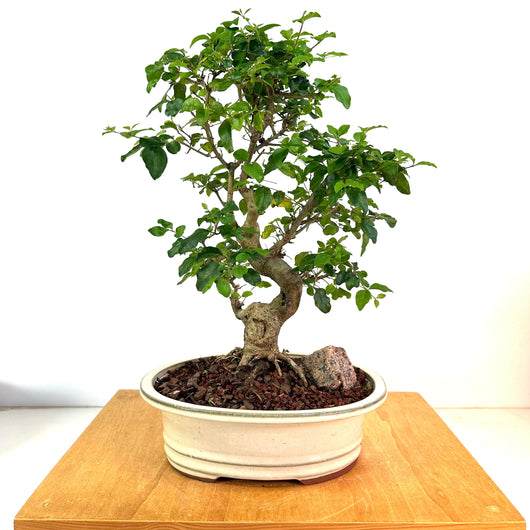 Chinese Privet Bonsai (ligustrum lucidum)