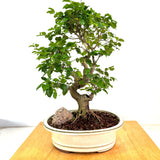 Chinese Privet Bonsai (ligustrum lucidum)