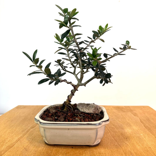 European Olive Bonsai (olea europaea)