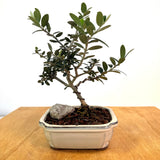 European Olive Bonsai (olea europaea)