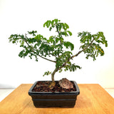 Brazilian Rain Tree Bonsai (pithecellobium tortum)
