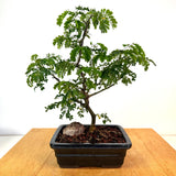 Brazilian Rain Tree Bonsai (pithecellobium tortum)