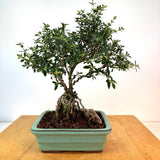 Exposed Root Serissa Bonsai. (serissa foetida)