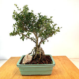 Exposed Root Serissa Bonsai. (serissa foetida)