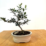 European Olive Bonsai (olea europaea)
