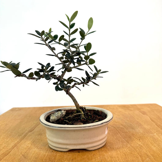 European Olive Bonsai (olea europaea)