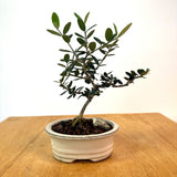 European Olive Bonsai (olea europaea)