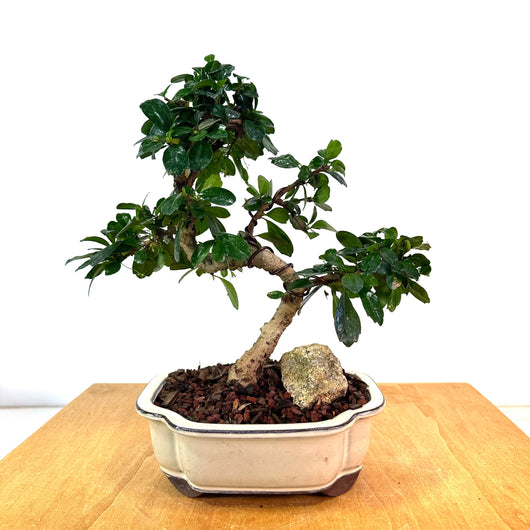 Fukien Tea Bonsai (carmona retusa)