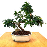 Fukien Tea Bonsai (carmona retusa)