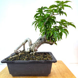 Bougainvillia Bonsai