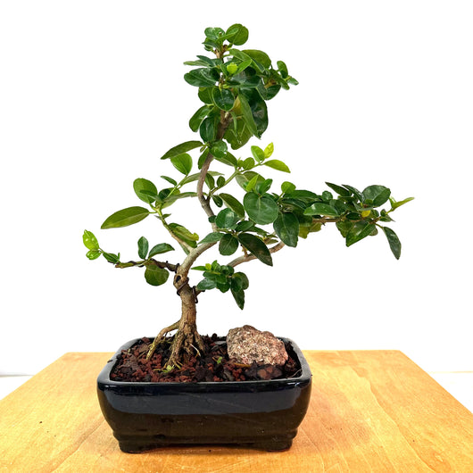 Premna Microphylla Bonsai