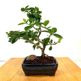 Premna Microphylla Bonsai
