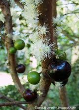 January 25th 2025 Jaboticaba Bonsai