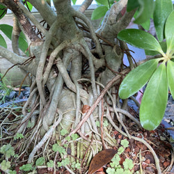 January 31st 2026 Root over Rock Bonsai Workshop using Arboracola