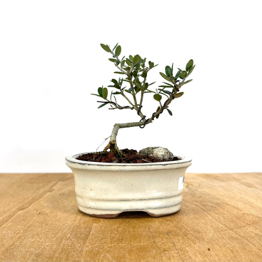 European Olive Bonsai - Pot measures 5 x 4 x 2 inches