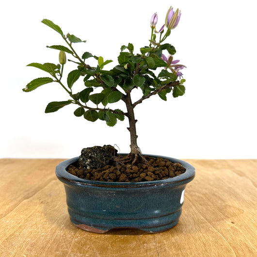 Lavender Star (Grewia caffra) Bonsai