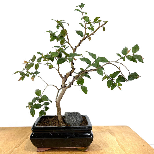 Jaboticaba (Myrciaria cauliflora) Bonsai