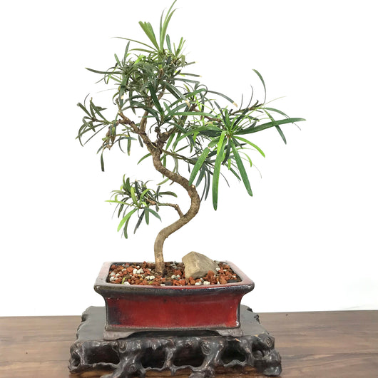 Podocarpus (Podocarpus macrophyllus) Bonsai