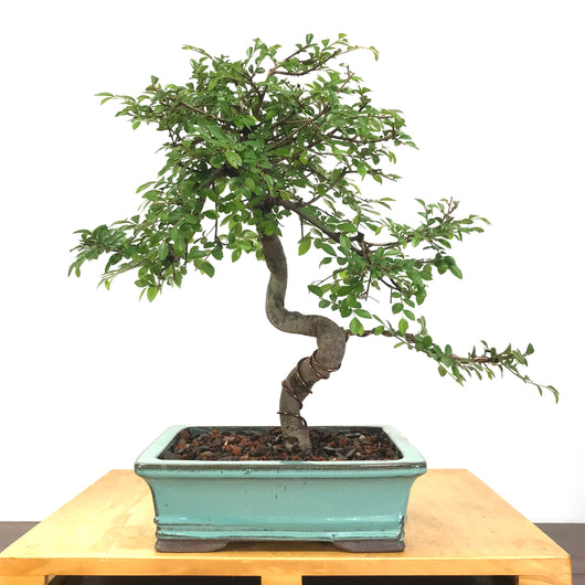 Chinese Elm (Ulmus parvifolia) Bonsai