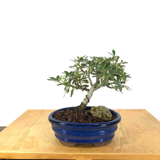 Schefflera arboricola “Luseane Ivory” Bonsai