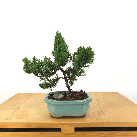 Japanese Juniper (Juniperus procumbens) Bonsai