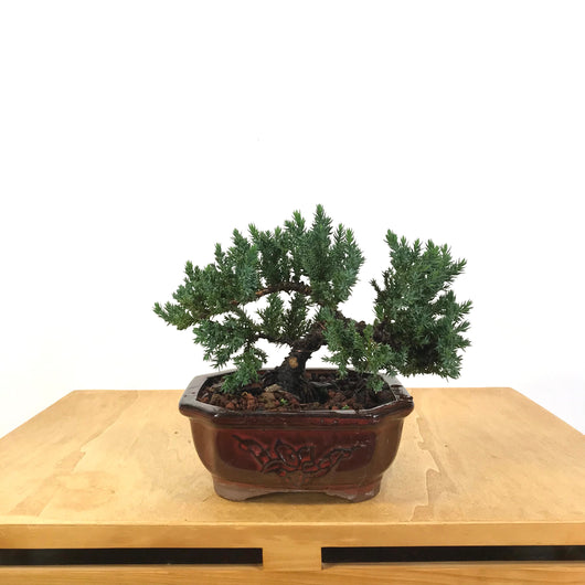 Japanese Juniper (Juniperus procumbens) Bonsai