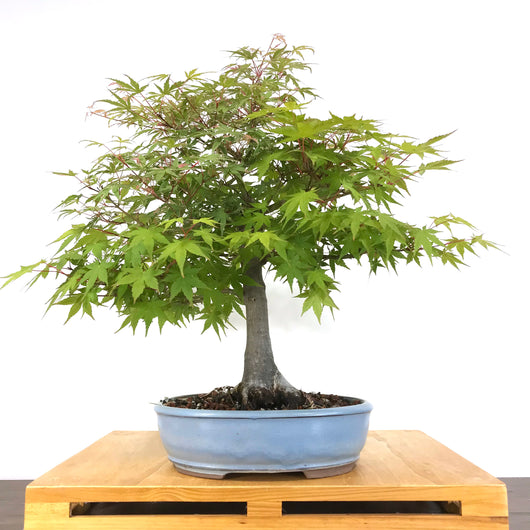 Japanese Maple (Acer palmatum 'Butterfly')