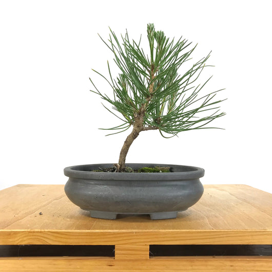 Japanese Black Pine (Pinus thunbergii 'Mikawa')