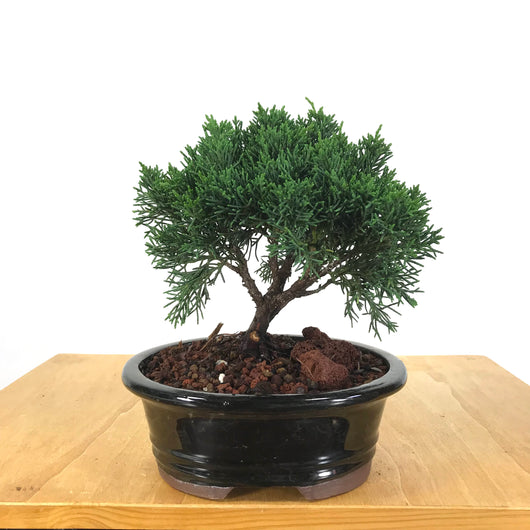 Shimpaku Juniper (Juniperus chinensis 'Shimpaku') Bonsai