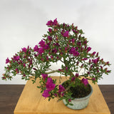 Japanese Azalea Bonsai