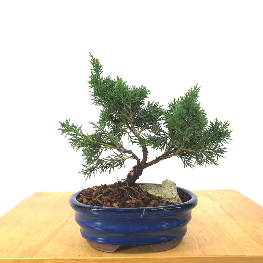 Shimpaku Juniper (Juniperus chinensis 'Shimpaku')