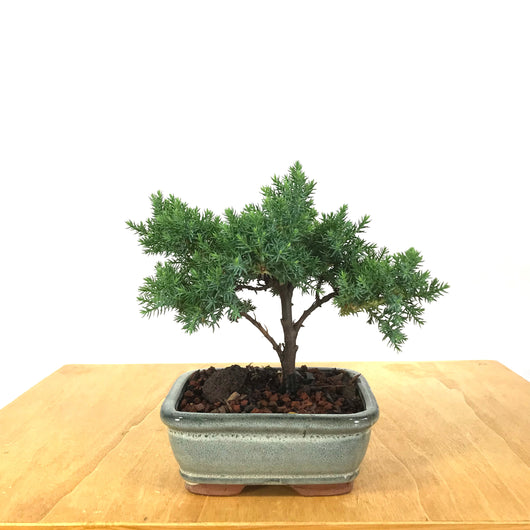 Japanese Juniper (Juniperus procumbens)