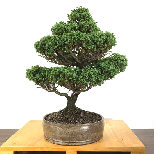 Sawara False Cypress (Chamaecyparis pisifera 'Compacta')
