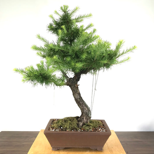 Larch (Larix sp.)