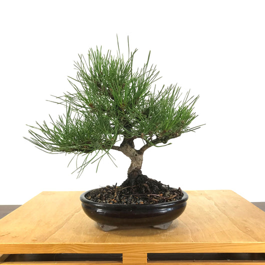 Japanese Black Pine (Pinus thunbergii)