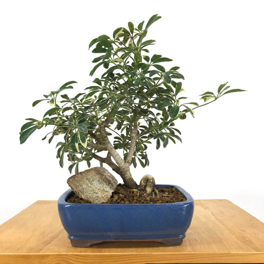 Schefflera arboricola “Luseane Ivory” Bonsai