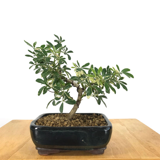 Scheffleara Ivory Bonsai